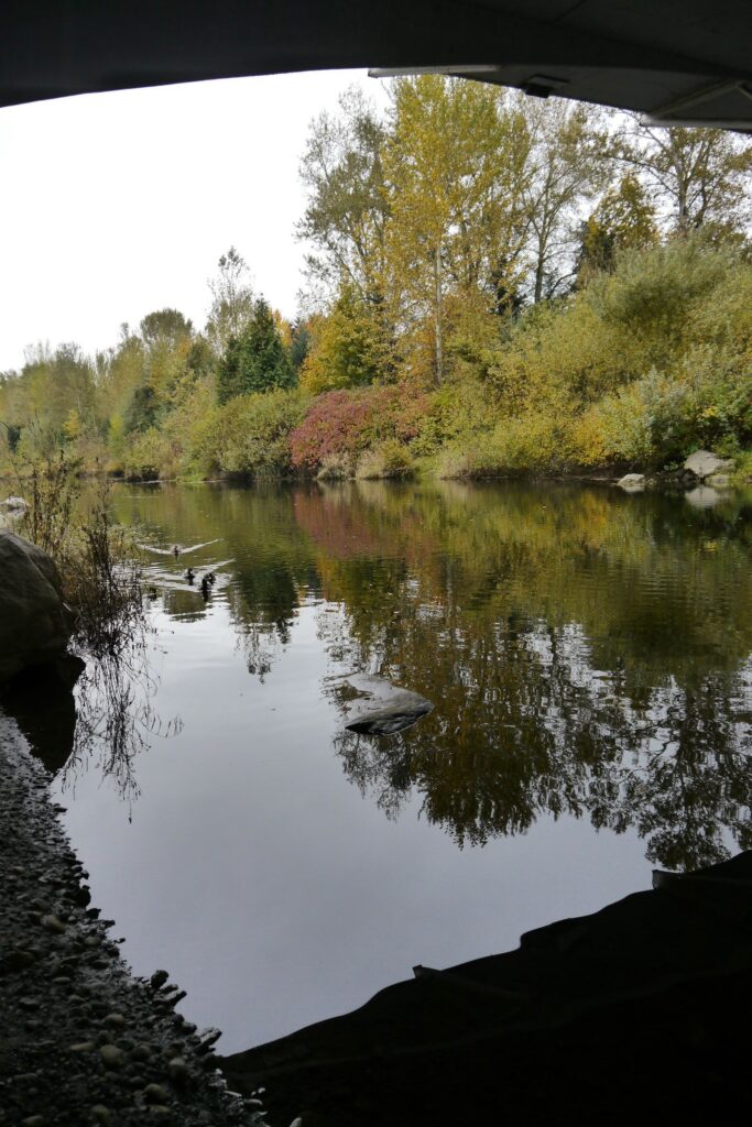 Picture of Sammamish Slough