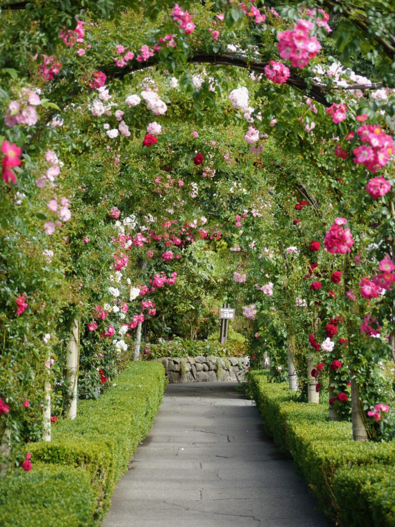 Picture of rose garden